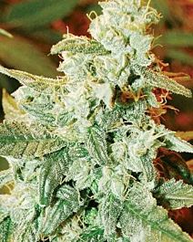 MEDICANN Kush Fromage Auto Feminized