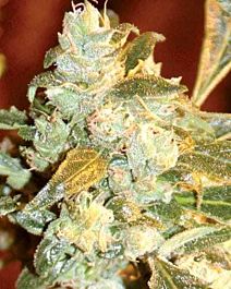 MEDICANN Kush Fromage Feminized
