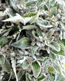 MEDICANN OG Kush Feminized