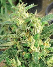 MEDICANN Scrog Feminized