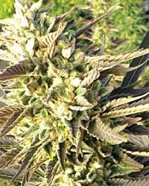 MEDICANN Train Wreck Feminized