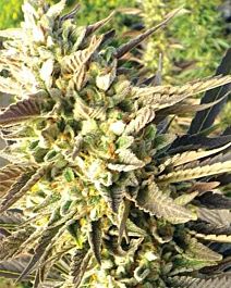 MEDICANN Train Wreck Regular