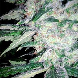 Spliff Seeds Mega Power Plant Feminized
