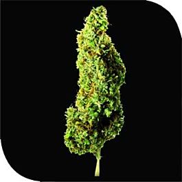 Plantformers Mekanika Haze Regular