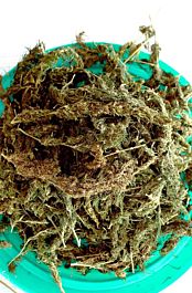 Delta 9 Labs Mekong Haze Regular Haze