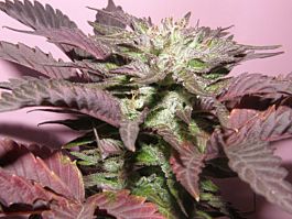 Dr Underground Melon Gum Feminized
