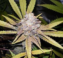 Dr Underground Melon Gum Auto Feminized