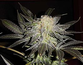 T H Seeds Mendocino Madness Regular