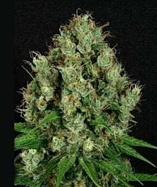 Apothecary Genetics Mendo Diesel Regular