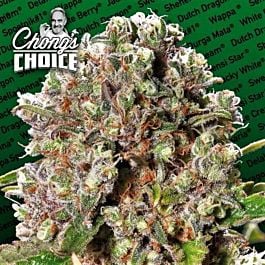 Paradise Seeds Mendocino Skunk Feminised Seeds (Chong's Choice)
