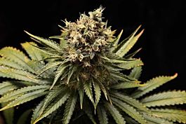 Ultra Genetics Seed Company Mendo Grape Kush Regular