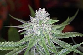 Gage Green Seeds Mendo Montage Regular