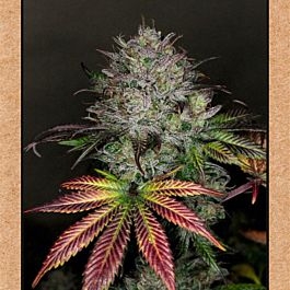 Mephisto Genetics Creme De La Chem Auto Feminised Seeds (Artisanal Automatics)