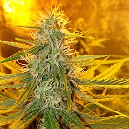 Mephisto Genetics Man Bear Alien Pig Auto Feminised Seeds (Limited Edition)