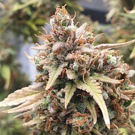 Mephisto Genetics Sour Alien Livers Auto Feminised Seeds (Limited Edition)