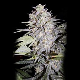 Mephisto Genetics Sour Livers Auto Feminised Seeds (Artisanal Automatics)