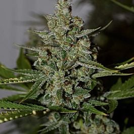 Mephisto Genetics Stilton Special Auto Feminised Seeds (Limited Edition)