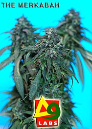Delta 9 Labs The Merkabah Regular