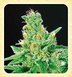 De Sjamaan Seeds Merlin's Dream Regular