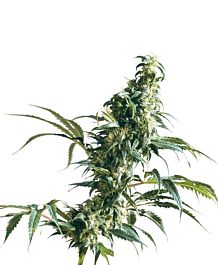 Sensi Seeds Mexican Sativa Regular