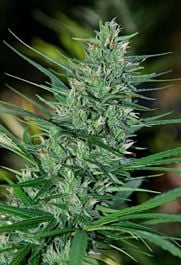 CannaBioGen Mextiza Regular