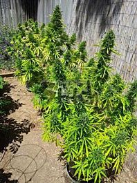 Flash Auto-Flowering Seeds MI6 Auto Feminized