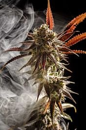 Homegrown Natural Wonders Micky Kush Regular Cannabis