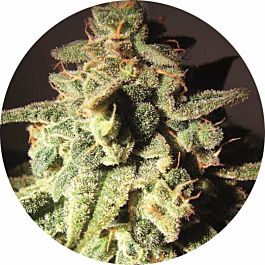 Top Tao Seeds Micron Auto Tao Regular