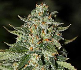 Rare Dankness Seeds Midas Regular