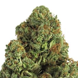 Heavyweight Seeds Midnight Mass Feminized