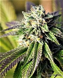 Norstar Genetics Midnight Fire Regular
