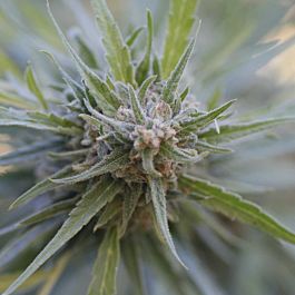 G13 Labs Midnight Kush Feminized