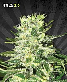 Auto Seeds MiG-29 Automatic Feminized