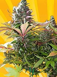 Freedom of Seeds Mighty Grape Feminized