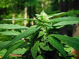 BC Bud Depot Mighty Mite Regular