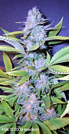 Seedism Seedbank Milk Feminized