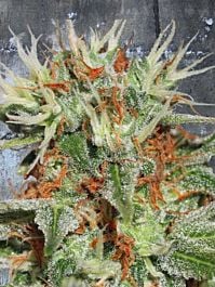 Ministry of Cannabis Auto Mary Jane Feminized