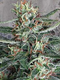 Ministry of Cannabis Cristal Cloud Feminized