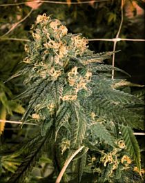 Cali Connection Mint Milano (The Gold Line) Feminized