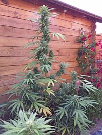 Flash Auto-Flowering Seeds Missile 33 Auto Feminized