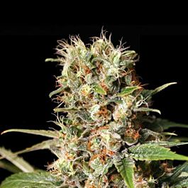 EVA Female Seeds Missing In Barcelona Feminized