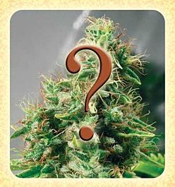 De Sjamaan Seeds Mistery Widow Regular