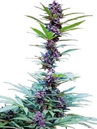 CannaBioGen Deluxe Feminised Mix