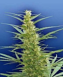 Flying Dutchmen Mixed Sativa Diva Regular