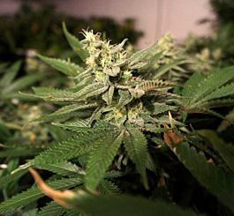 T H Seeds Mkage Feminized