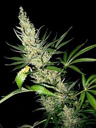 Mr Nice Seedbank Master Kush Skunk Regular