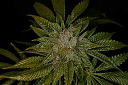 T H Seeds MK Ultra Regular