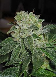 T H Seeds MK Ultra Kush Feminised