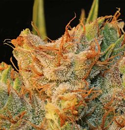 T H Seeds MK-Ultra Kush x BubbleGum Feminized