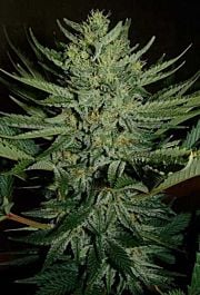 Mr Nice Seedbank Medicine Man Regular